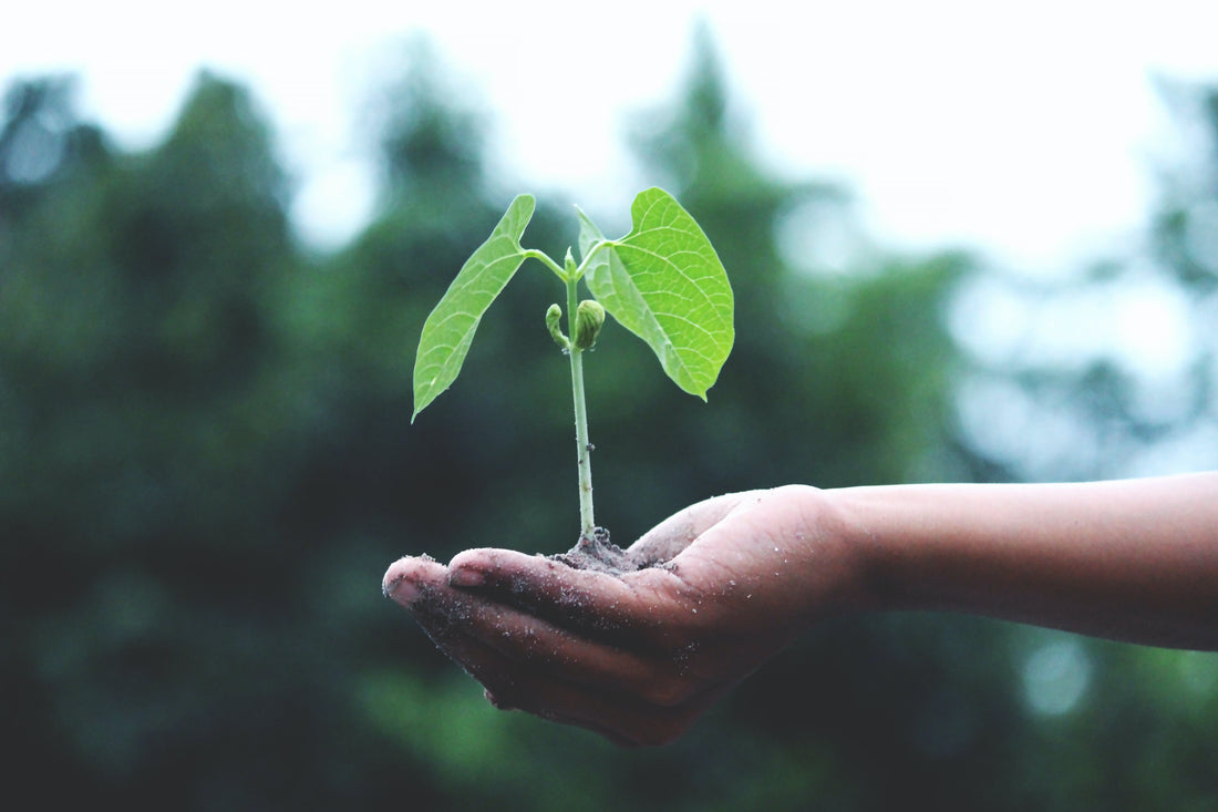 Understanding Climate Change: Why It Matters and How We Can Make a Difference