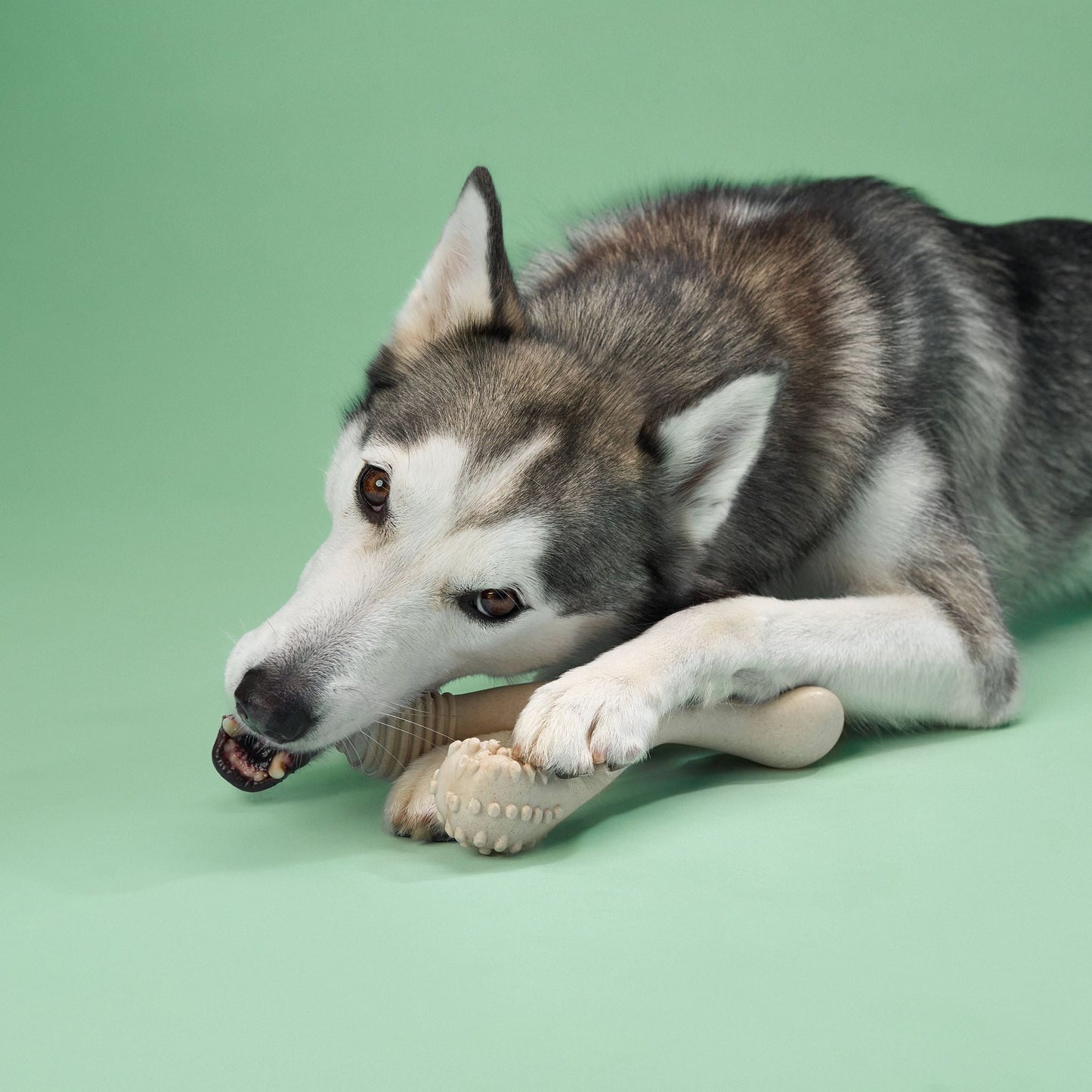 BetterBone Moderate Chew — Everyday Plant-Based Dog Bone