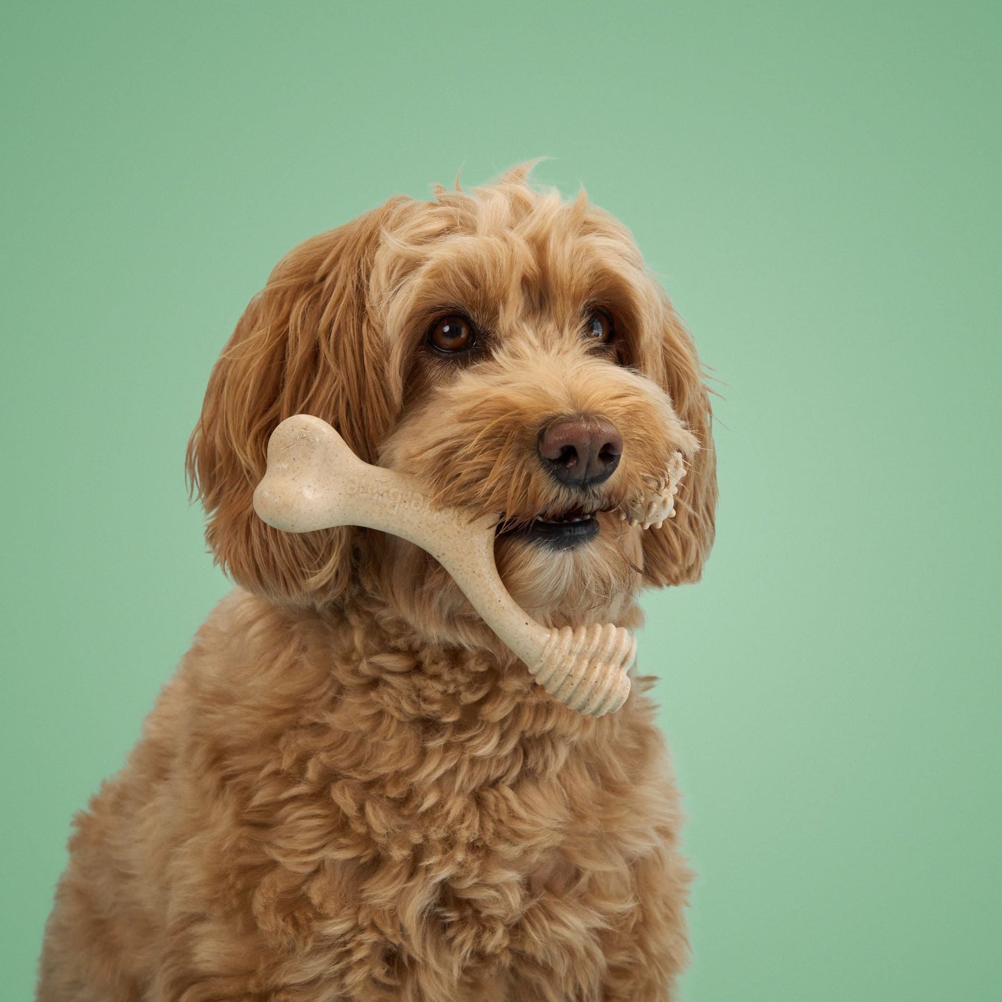 BetterBone Moderate Chew — Everyday Plant-Based Dog Bone