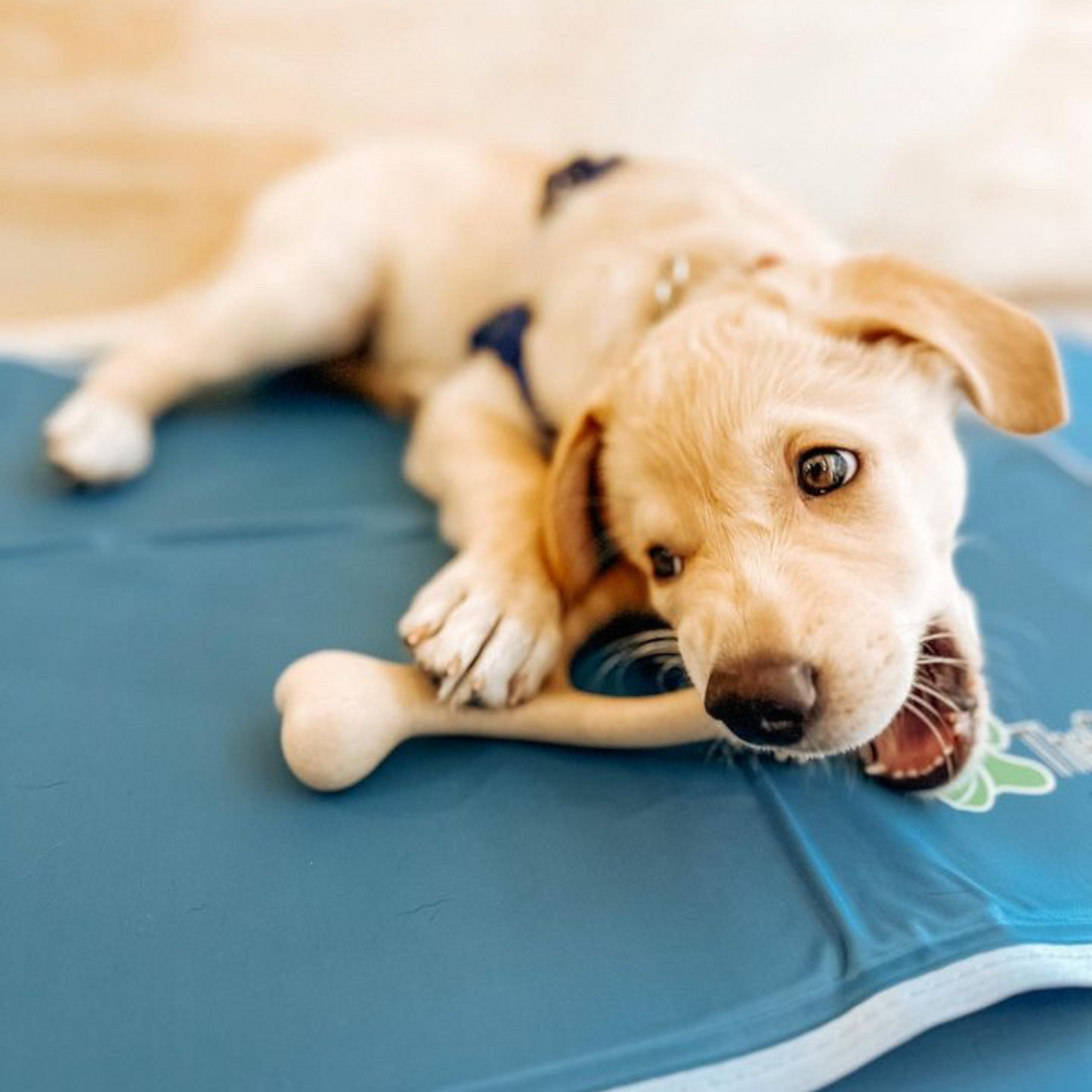 BetterBone Soft Chew — Gentle Plant-Based Dog Bone